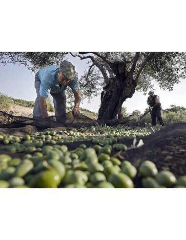 LIENZOS DE ACEITUNAS DE 6x12 M DE...
