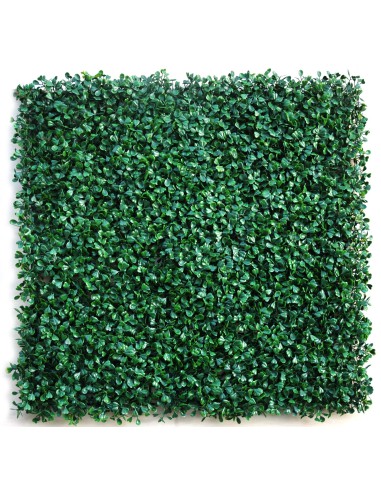 Mugar- Jardín Vertical Soleirolia- 4...