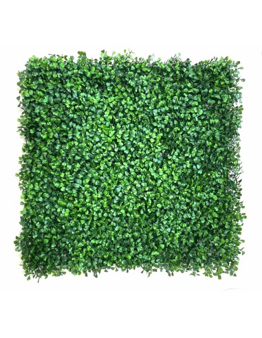 Mugar- Jardín Vertical Soleirolia- 4...