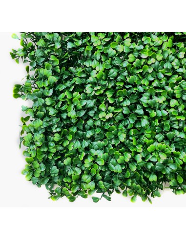 Mugar- Jardín Vertical Soleirolia- 4...