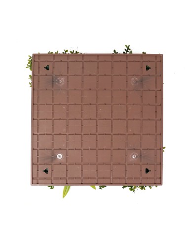 Jardín Vertical Córdoba - 50x50cm-...