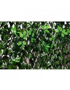 Celosia Extensible Mimbre con hojas y brotes